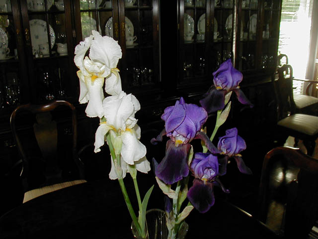 C1_Domesticated Spring Blossom