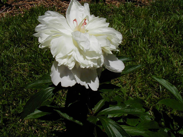 d2_White Peony