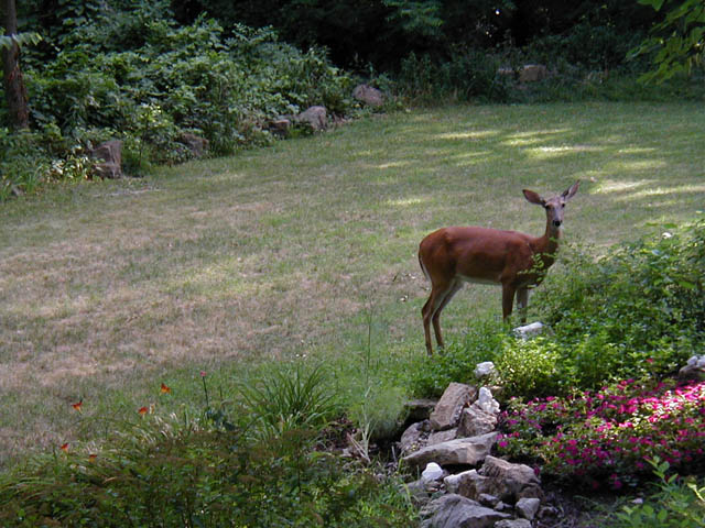 f_Doe in garden