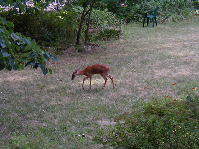 g_Fawn in garden
