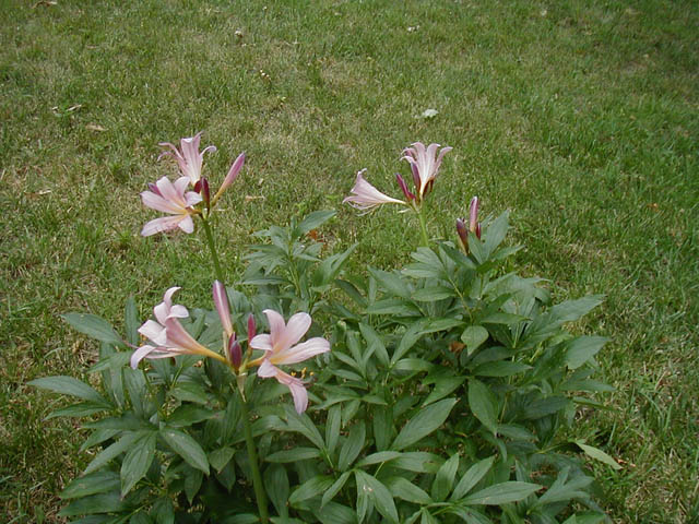 h4_Suprise lillies