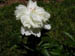 d2_White Peony