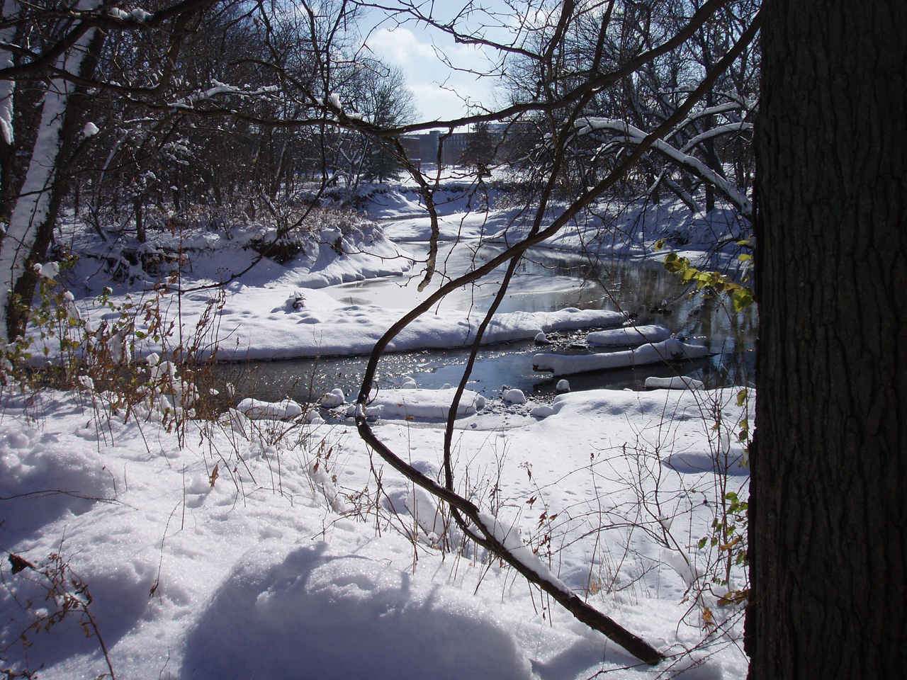 Creek from backyard looking Southeast, upstream