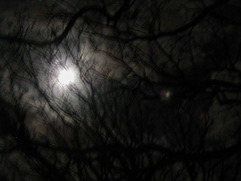 moon_trees3