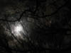moon_trees2
