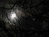 moon_trees3