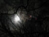 moon_trees4