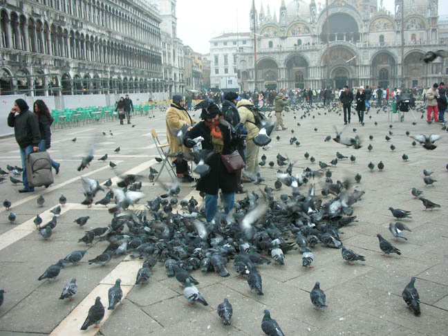 86_San Marco Pigeons