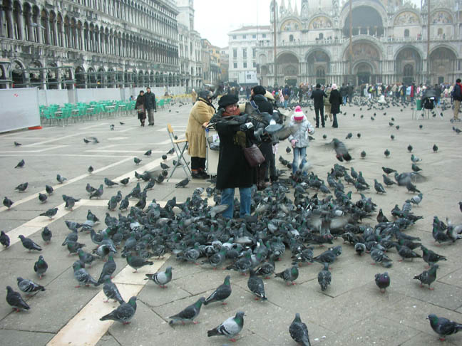 87_San Marco Pigeons