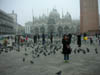 83_San Marco Pigeons