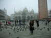 84_San Marco Pigeons