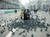 87_San Marco Pigeons